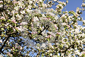 Blossoming apple flowers on tree, Baden Wuttenberg