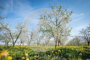 Blossoming apple garden