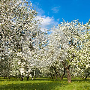 Blossoming Apple garden in Springtime