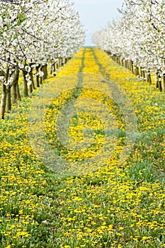 Blossoming apple orchard