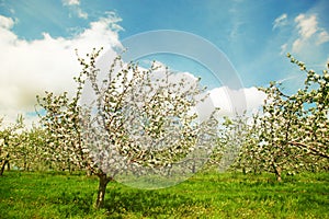 Blossoming apple orchard in spring