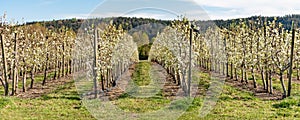 Blossoming apple orchard in spring. Germany, Europe. Beauty world