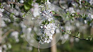 Blossoming apple orchard  in spring. macedonia, Europe. Beauty world