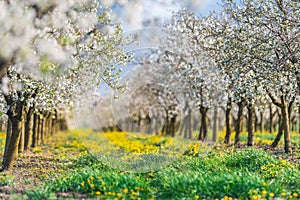 Blossoming apple orchard in spring time