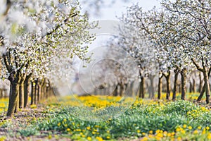 Blossoming apple orchard in spring time