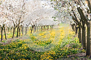 Blossoming apple orchard in spring time
