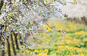 Blossoming apple orchard in spring time