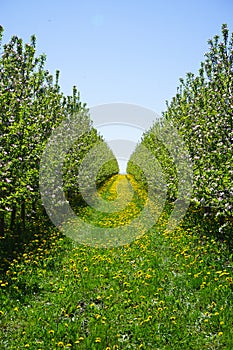 Blossoming apple orchard in spring. Vertically