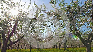 Blossoming apple orchard, tilt