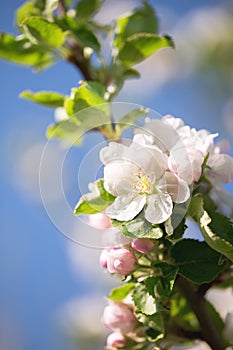 Blossoming apple tree