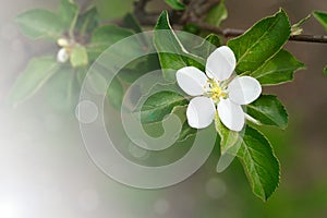 Blossoming apple tree