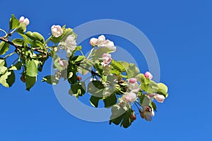 Blossoming apple tree against blue sky