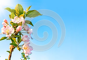 Blossoming apple tree against blue sky. Spring nature background