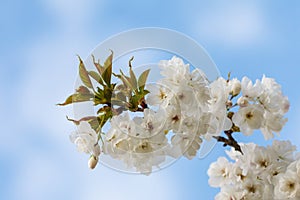 Blossoming apple tree against a blue sunny sky