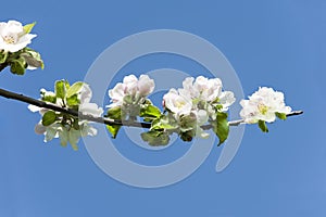 Blossoming of Apple Tree, Apple blossoms
