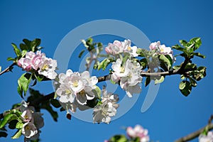 Blossoming of Apple Tree, Apple blossoms on beautiful day in spring with blue sky