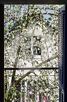 Blossoming apple tree on the background of a small house.