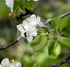The blossoming apple-tree, bee collects nectar