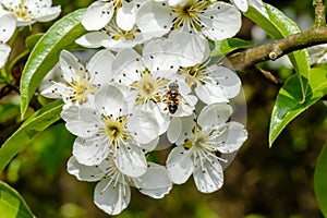 Blossoming apple tree and bee sitting on flower.