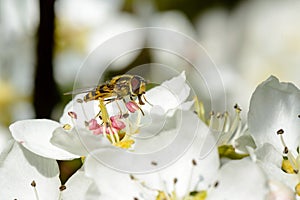 Blossoming apple tree and bee sitting on flower.