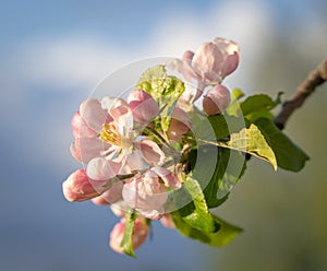 Blossoming apple tree branch