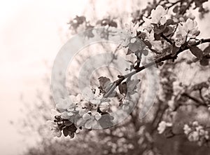 Blossoming apple tree branch against the sky