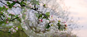 Blossoming apple tree branch against the sky