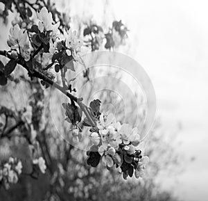 Blossoming apple tree branch against the sky