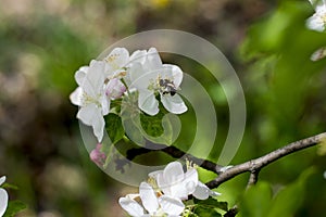 The blossoming apple-tree branch, a bee collects nectar