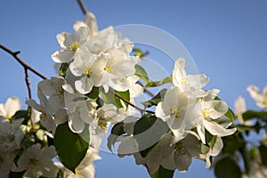 Blossoming apple tree branch with blurred background