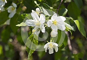 Blossoming apple tree branch with blurred background