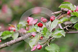 The blossoming apple-tree branch with pink colors buds a close up.