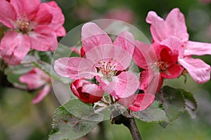The blossoming apple-tree branch with pink colors a close up