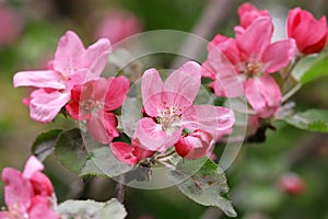 The blossoming apple-tree branch with pink colors a close up