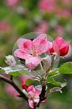 The blossoming apple-tree branch with pink colors a close up