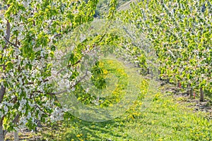 Close-up of apple tree branches covered in white apple blossoms in orchard