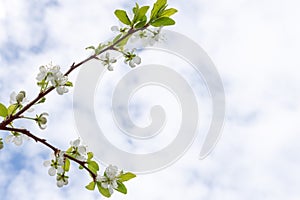 Blossoming apple tree close up shot against blue sky, copy space