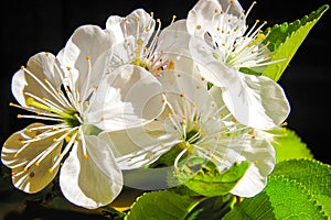 Blossoming apple-tree on a dark background