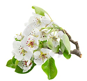 Blossoming Apple tree Flowers