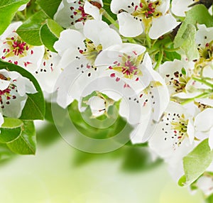 Blossoming Apple tree Flowers