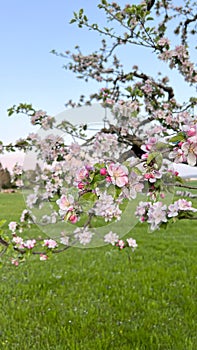 Blossoming apple tree flowers. Springtime. Nature landscape