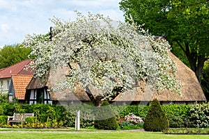 Blossoming apple tree in front of a farmhouse with a thatched roof in Nienburg on the river Weser photo