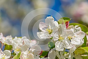 Blossoming apple tree in the garden. White flowers in springtime. Spring nature wallpaper. Shallow depth of field. Toned image.