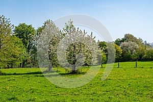 Blossoming apple tree on a meadow with yellow flowers