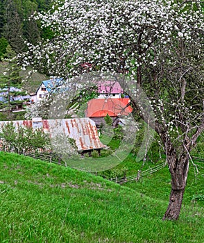 Blossoming apple tree at MÃ´ce