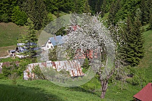 Blossoming apple tree and old miner`s settlement at Moce