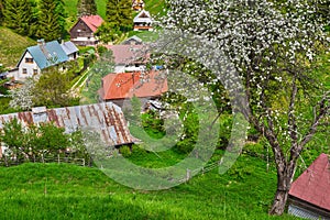Blossoming apple tree and old miner`s settlement at Moce