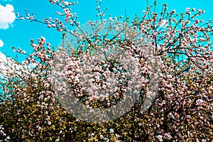 Blossoming apple tree in the orchard