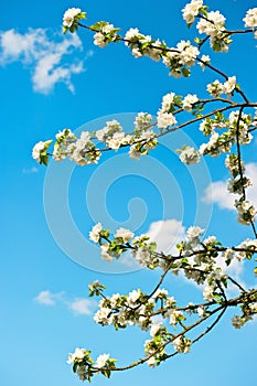 Blossoming apple tree over blue sky