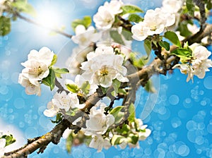 Blossoming apple tree over blue sunny sky